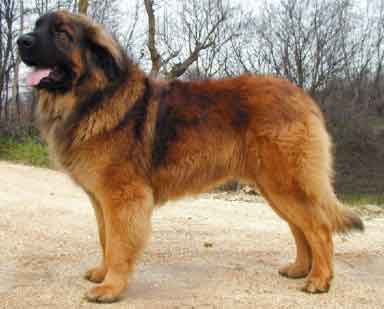 leonberger fci