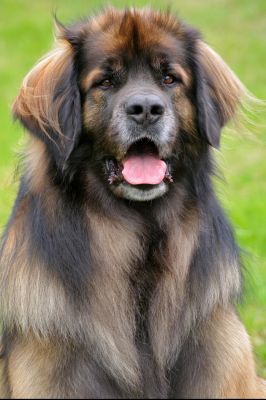 leonberger fci