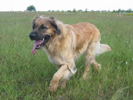 leonberger fci