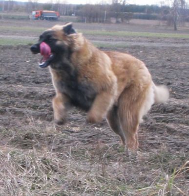 leonberger fci