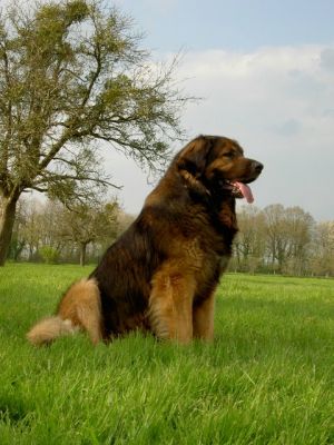 leonberger fci