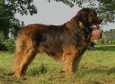 leonberger fci