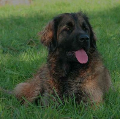 leonberger fci